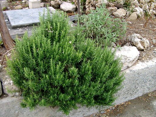 Rosmary and sage in Choirokoitia