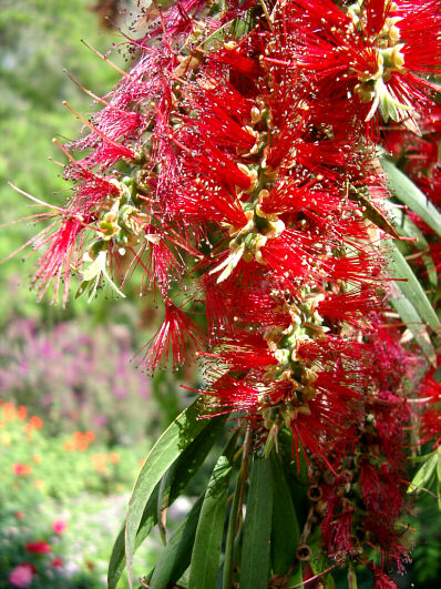 Beautiful flowers in Larnaca