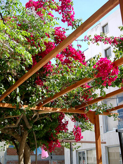 Blooming pergola in Larnaca