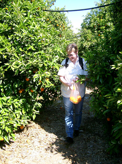 Picking oranges in Cyprus