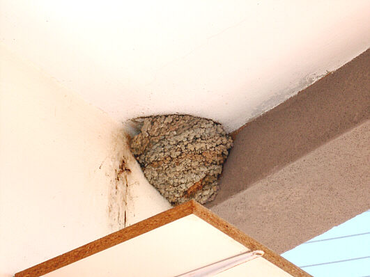 Swallow's nest in Kolossis in Cyprus