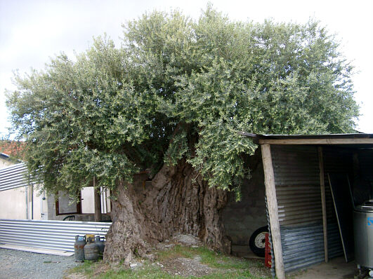 Old olive tree in Anogyra, Cyprus