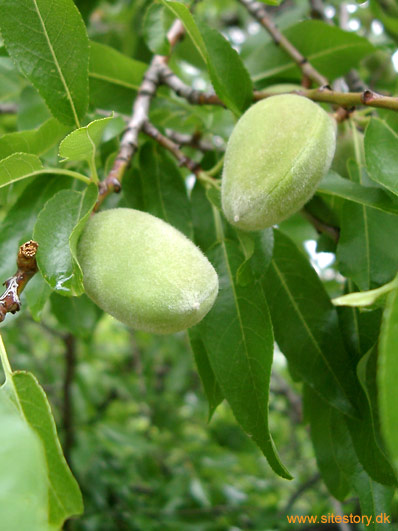 Green almonds in Cyprus