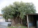 Old olive tree