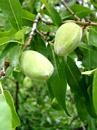 Green almonds