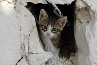 Kattekilling i Pigadia
