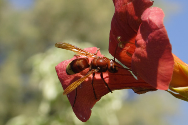 Stor gr&aelig;sk bi sanker nektar